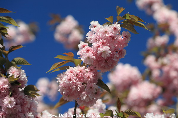 Nelkenkirsche Blütenfülle Farbenzauber am Himmelsblau Kanzan Art Frühlingsbild