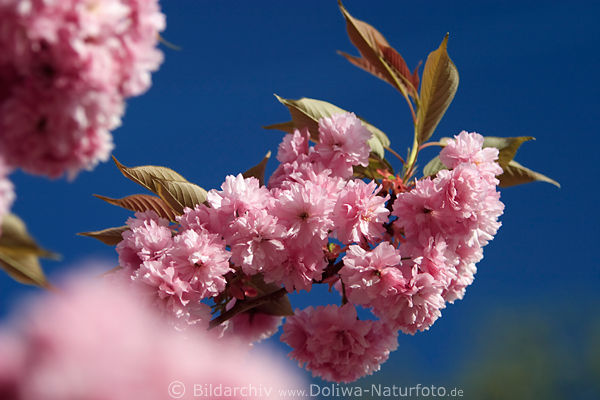 Japanische Zierkirschen, rosarot Blüten, Nelkenkirschen, Himmel, Blau, Frühling erblühen, Prunus serrulata