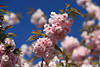 801859_ Nelkenkirsche Kanzan Art Farbenzauber am Frühling Himmel Fotografie, Prunus serrulata Blütenfülle