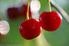Sauerkirschen Rotfrüchte Fotodesign reifendes Obst am Baum grosse Rotkirschen Naturbild