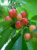 Süsskirschen - Prunus avium helle Früchte in Foto von Hubert Häring