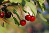 Kirschen Rotfrüchte Steinobst Fotodesign in Blätter grün hängen rotes Obst Bild