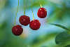 Sauerkirschen Rotkirschen Vierer Prunus cerasus süsse Frucht in Blätter am Himmel
