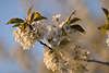 700789_Kirschenzweig Blütezeit Foto, Kirschblüte am Himmel Frühling Florabild, Kirschbaumblätter