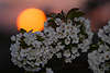 Kirschblüten vor Sonnenball orange Farbe am Rosahimmel Obstblüte Romantik in Frühling