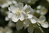 705039_ Kirschenblüten Makrobild in Frühling, Kirschblättchen Frühjahrsbild am Kirschbaum, weisse Blütezeit