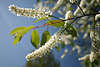 801837_ Traubenkirschen weiße lange Blütenkätzchen Foto am länglichen Blütentrauben in grünem Frühling