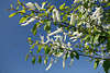801840_Traubenkirschen Frühling Fotos, weisse Blütenkätzchen, Prunus padus, längliche Blütentrauben