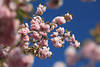 801857_ Nelkenkirschen Fotografie, Prunus serrulata rosarot Farbenzauber Kirschbaum Blütenfülle in Frühling