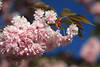 Kirschblüte-Foto rosa Zierkirschen Frühling-Design blühender Baumzweig Florabild