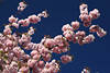 801867_ Japanische Zierkirsche rosarote Blüten am Zweig in Frühling Fotografie, rosarot blühendes Kirschbaum