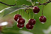 Rote Kirschen Glanz im Grünen Rotobst Foto reife Rundfrucht am Zweig Prunus cerasus - cherry sweet fruit photo