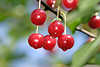 Kirschen rote Früchte Rotobst nass am Baum vor Himmelsblau