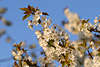 Kirschblüten Romantikfoto: schneeweisse Blumenzweige Frühlingsbild in Abendlicht