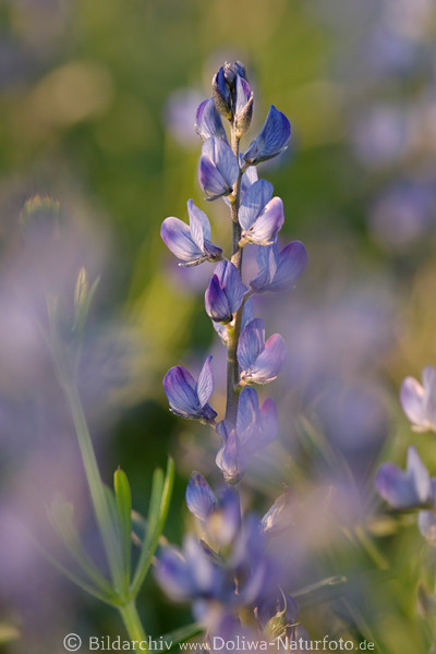 Blaulupine zarte Llilablten am Lupinenstengel Lupinus angustifolius Futterpflanze