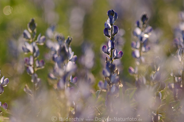 Agrarpflanzen Blauer Lupinen Lupinus angustifolius Bltenbild im Gegenlicht Sonnenschein