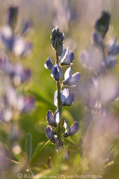 Blaue Lupine Foto Lupinus angustifolius Blumenfeld Naturbild im Sonnenschein