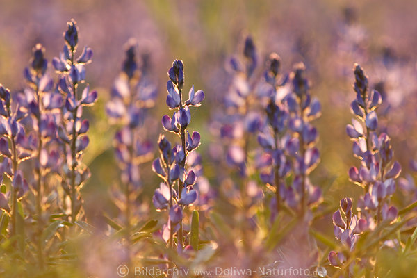 Blaue Lupinen Rispenfeld Bltenstnde in Gegenlicht