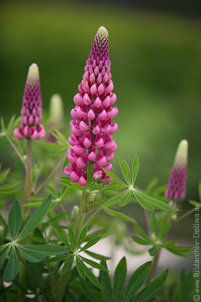 Lupinen Bltenrispen Dreier Florabild lila-rosa helle Blumen Fotodesign