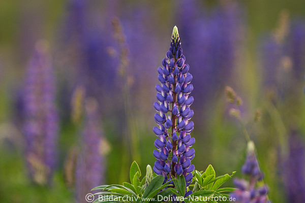 Lupine Rispel Vielblttrige Bltenstand hoher Stengel