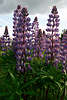 Lupine hochstehende Bltenstengel Vielblttrige wilde Lupinen Lupinus polyphyllus photo