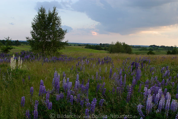 Lupinenwiese Naturbild, Wildlupinen Sammlung auf Wiese vor