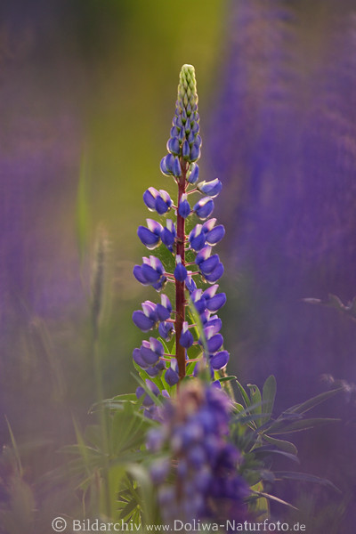 Lupine Bltenrispe Naturbild in Gegenlicht Fotodesign