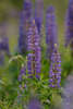43252_ Lupinen Duo, Blütenrispe Naturbild im wilden Blumenfeld, Lupinus Sammelblütenstand Foto