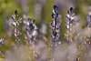 43684_Agrarpflanzen Blauer Lupinen Lupinus angustifolius Blütenbild im Gegenlicht Sonnenschein