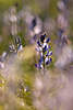 43687_ Blaue Lupine Lupinus angustifolius zarte blüten am Blütenstand in Sonne