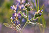 43705_ Dünnköpfige Distel Foto, Carduus tenuiflorus Korbblütler Unkraut im Lupinenfeld der Blauen Lupine