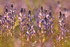 43718_Blaue Lupinen Rispenfeld Bild Blütenstände in Gegenlicht Sonnenschein Naturfoto