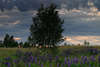 43927_Wildlupinen Foto Wiese Birkenbaum dunkle Wolkenstimmung Naturbild