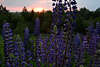 43960_ Lupinen Blütenstände Foto beim Sonnenuntergang Naturbild, Lupinus polyphyllus Wildlupinenfeld