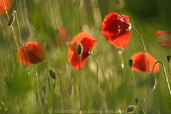 Mohnblten in Wind Gegenlicht verwischt Rotblumen Naturfoto rotblhende Grnwiese