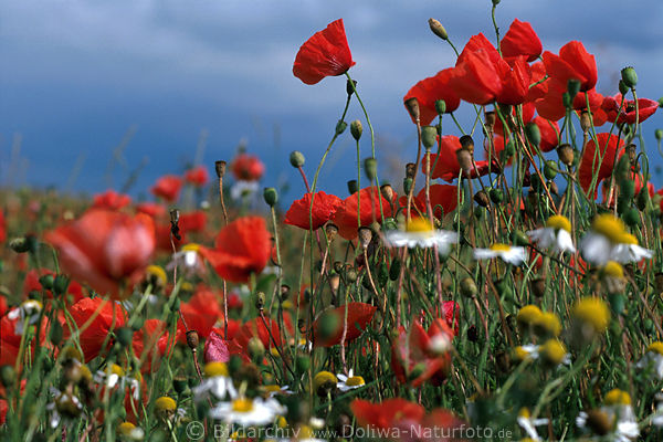 Rotblten Blauhimmel Foto Klatschmohnfeld Blumenwiese Naturbild rot-blau Farbdesign