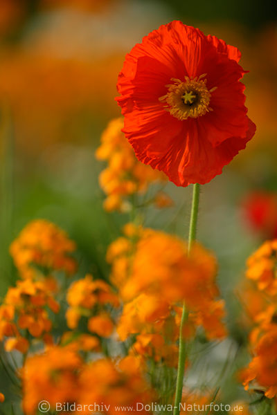 Mohnblte rotblhen hochstehend in orange-gelb Blumen Gartenflora Hochformat Foto