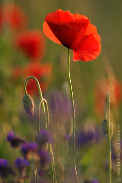 Klatschmohn Rotblte in blau-grn Blumenfeld