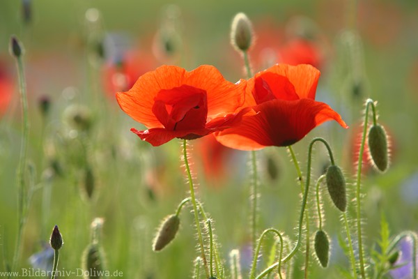 Rotmohn BltenPaar Grnwiese Foto Wildblumen helles Feld Mohnknospen Florabild