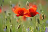 Rotmohn BltenPaar Grnwiese Foto Wildblumen helles Feld Mohnknospen Florabild