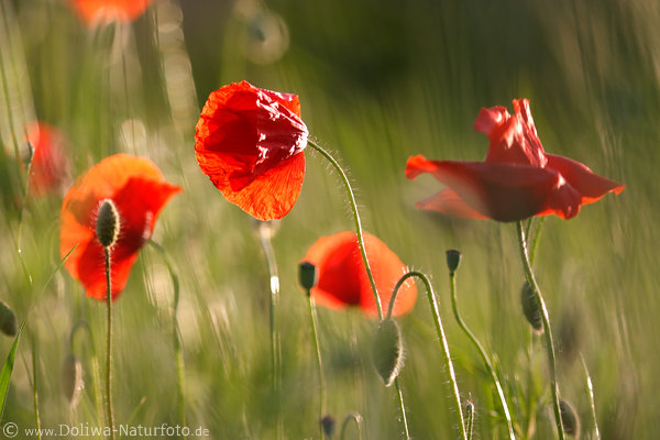 Rotblten Grnwiese Grserfeld Seitenlicht Naturfoto Feldmohn rote Blumen Bild