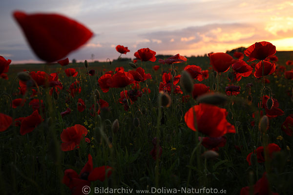 Mohnbltenfeld Naturwiese Foto Sonnenuntergang Romantik rote Wildblumen