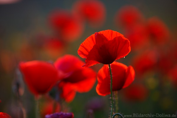 Klatschmohn Nahbild Mohnbten Fotografie Romantik Wildblumen Bltenzeit Naturbild in Gegenlicht