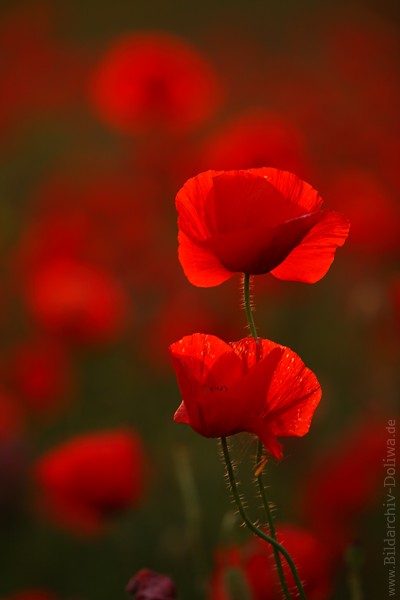 Klatschmohn Wildblumen Rotblten Paar roter Blumenteppich