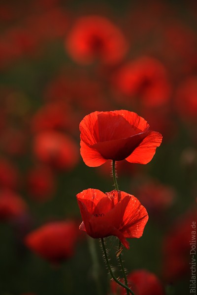 Mohnbten Gegenlicht Naturfoto rote Wildblumen 910044 Klatschmohn-Bild