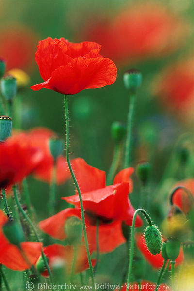 Mohnblte rote Blumen grn Wiese Naturbild Knospen Stengel Farbdesign