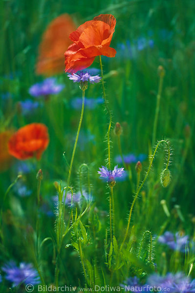 Klatschmohn mit Kornblume Doppelbelichtung Bewegung