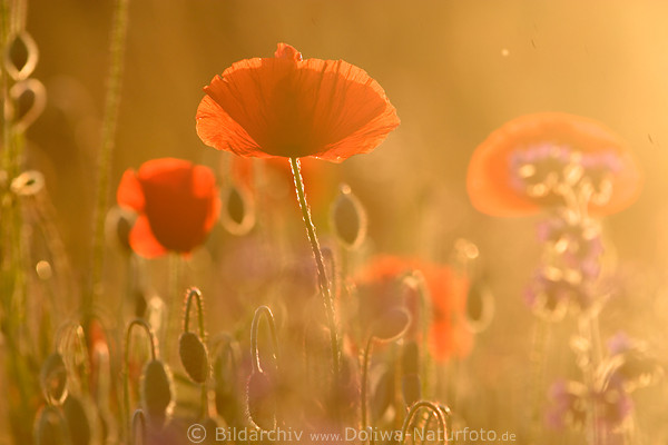 Mohnblte Gegenlicht goldene Stimmung um Wildblumen