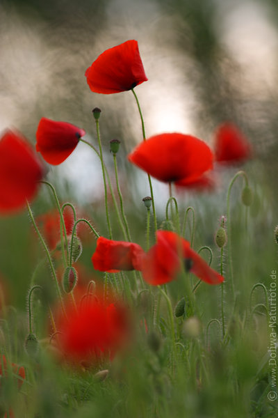 Klatschmohnwiese Rotblten Stengel Knospen Gegenlicht abstraktes Hintergrund
