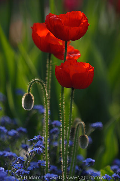 Mohn-BltenTrio hochstehen rotblhen ber Blaublmchen